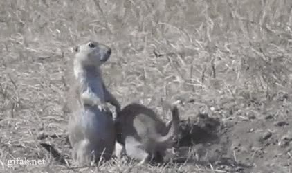 animales,beso,adiós,suricatas,perrito de la pradera,irse