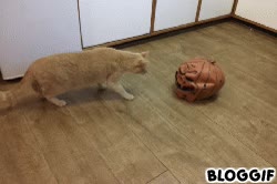 calabaza,Halloween,susto,gato,gatos