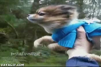 volar,perro,viento,correr