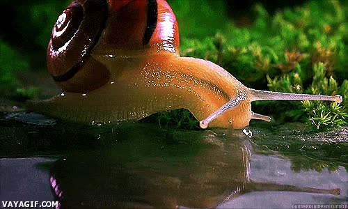 beber,caracol,agua,tomar