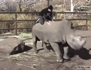 rinoceronte,cabalgar,caballo