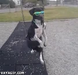 perro,gif,columbio,anteojos