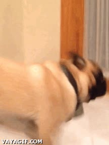 acercarse,perro,subitamente,de repente,galletas,carlino