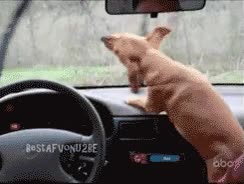 atrapar,parabrisas,perro,morder,ladrar,perseguir