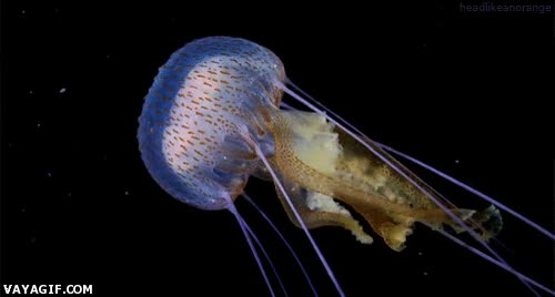 medusa,nadar,naturaleza