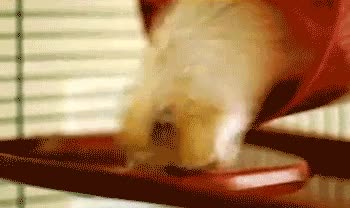 hamster,caida,agua,de morros,estupido