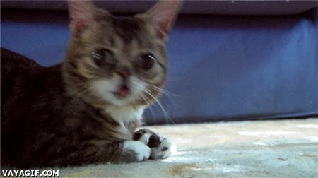 mamá,oreos,gato,madre,girarse,expresion