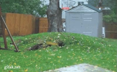 &aacute;rboles,hurac&aacute;n,viento,arrancar