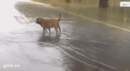 pez,pescar,perro,carretera,inundación