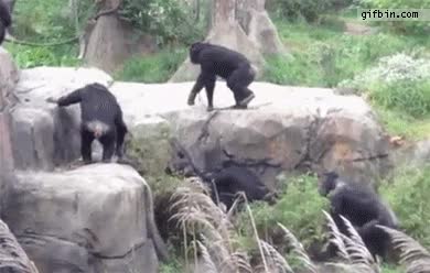 gorila,mapache,lanzar,zoo,animal,bestia