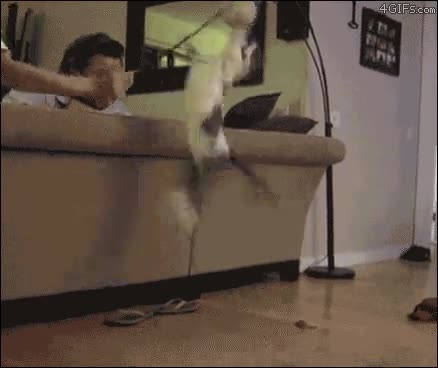 gato,ninja,bricar,patada voladora,epic,salto,patada