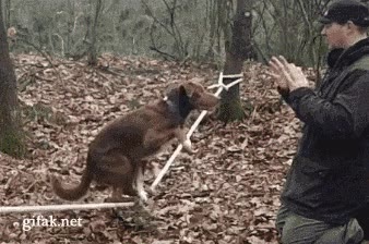 bosque,galleta,perro,cuerda,equilibrio,truco