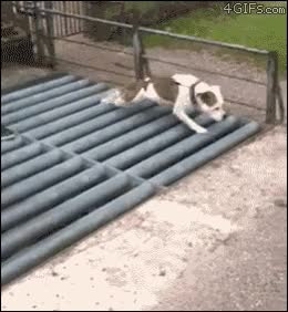 perro,andar,rejas,trampilla,pasos