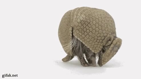 Armadillo,bola