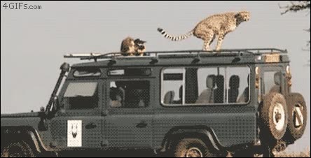 caca,guepardo,safari,cagar