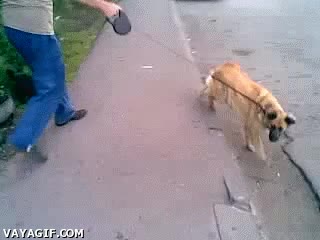 valiente,cobarde,perro,gato,asustar,miedo,atacar