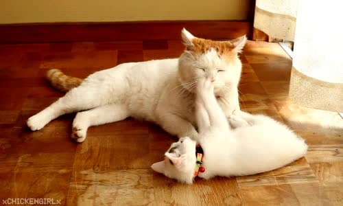 cachorro,madre,cuki,boca,gato,pelea,mami