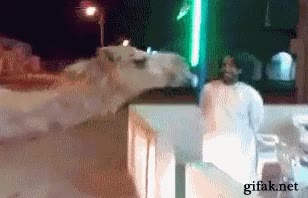 desierto,beber,camello,dromedario,bebida,refresco,lata