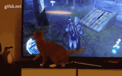 confundido,assassin's creed,ventana,tele,gato,confuso