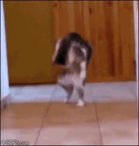 gato,burbujas,juego,loco