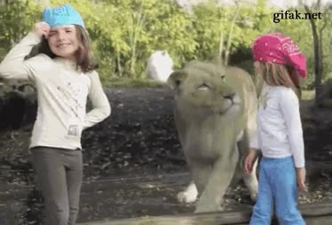 león,susto,chicas,niñas,pequeñas