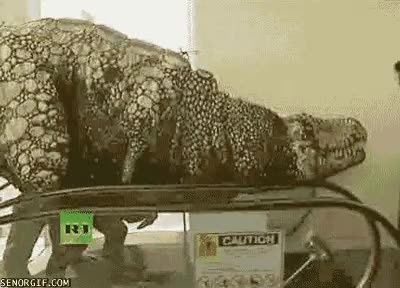 teledirigido,robot,pasear,escalera,chico,dinosaurio