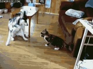 territorio,pelea,husky,perro,gato,luchar,casa