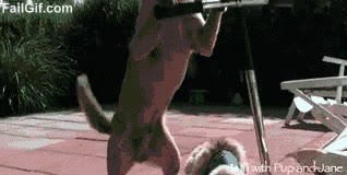 patinete,perro,gato,scooter,soltar,ense&ntilde;ar