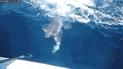 pesca,tiburon,pez,pescar