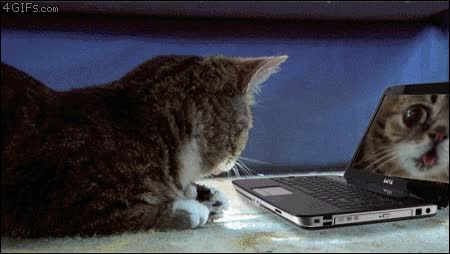 gato,sorprendido,ordenador,pantalla