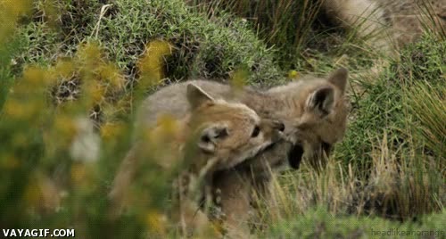 moflete,pellejo,bosque,zorros,cama,mordisco,animales