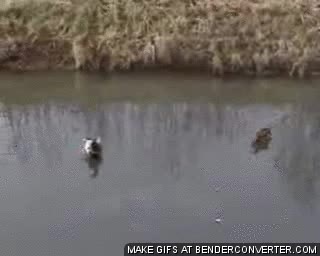 hielo,patos,volando,agua,congelada