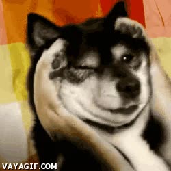 dormido,pena,perro,vergüenza,oh stop it you