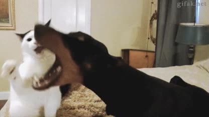 gato,troll,perro,doberman