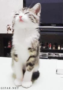 gato,dormir,adormilado,tambalearse