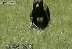 atras,asusta,miedo,oso,pato