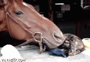 gato,caballo,comer,chupar,boca
