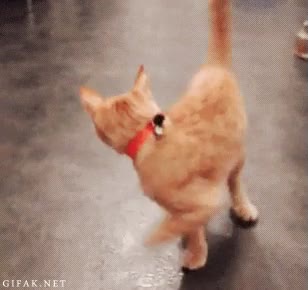 acrobacia,voltereta,gato,cola,jugar