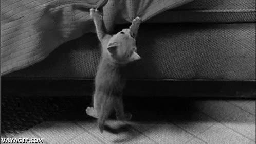 adorable,gris,tierno,sabana,gato
