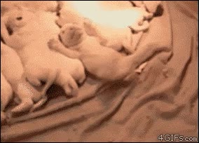 perro,cachorro,problema,alimentacion balanceada,crack,fail