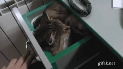 gato,cajon,dormir,descansar,no molestar