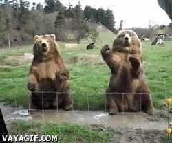 grizzlies,osos,adiós,os quiero,saludo