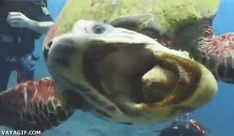 boca,tortuga,dedo,buzos,submarinistas,mordisco