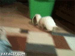 huir,comer,hur&oacute;n,plato,comida,habitacion