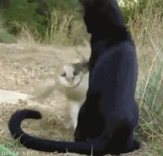 pelea,búho,Gato,zarpazo,ataque