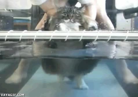 gato,piscina,correr,cinta,agua,gym,gordo