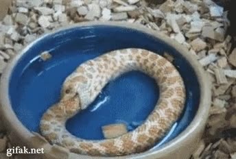 circulo vicioso,devorar,misma,serpiente,comiendose,comer,ella