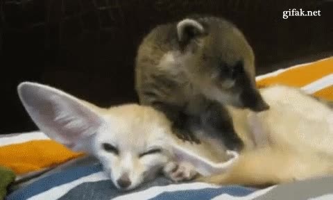 Igual si te la doblas un poco no te llamarán orejón nunca más oreja,fenec,cachorritos,monada,animales,tejon