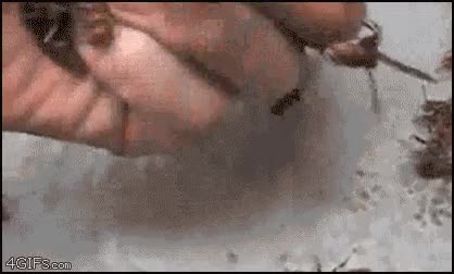 hijo perdido de chuck norris,dolor,Avispas,Mano