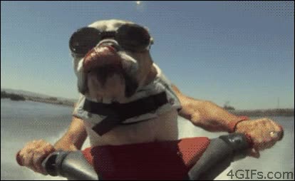 clase,perro,moto de agua,vacilar,gafas de sol